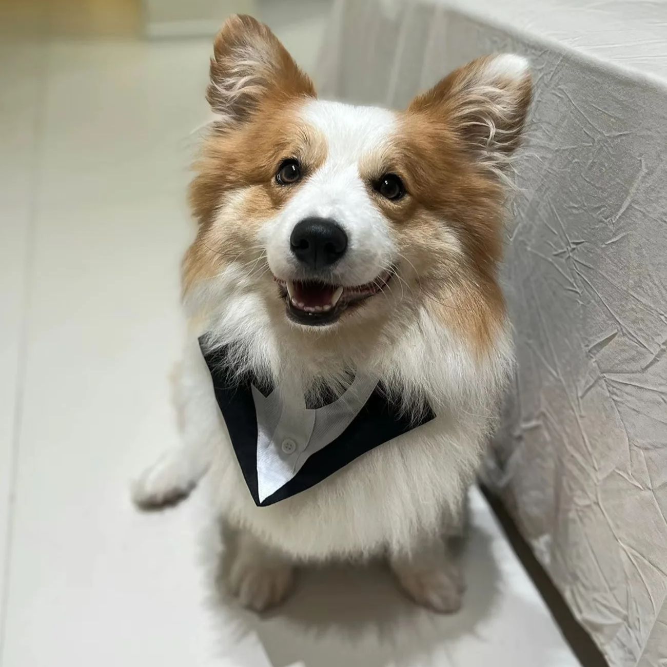 Pet Dog Clothes Fashion Party  - Suitsupply Wedding Tuxedo ulasan dan harga